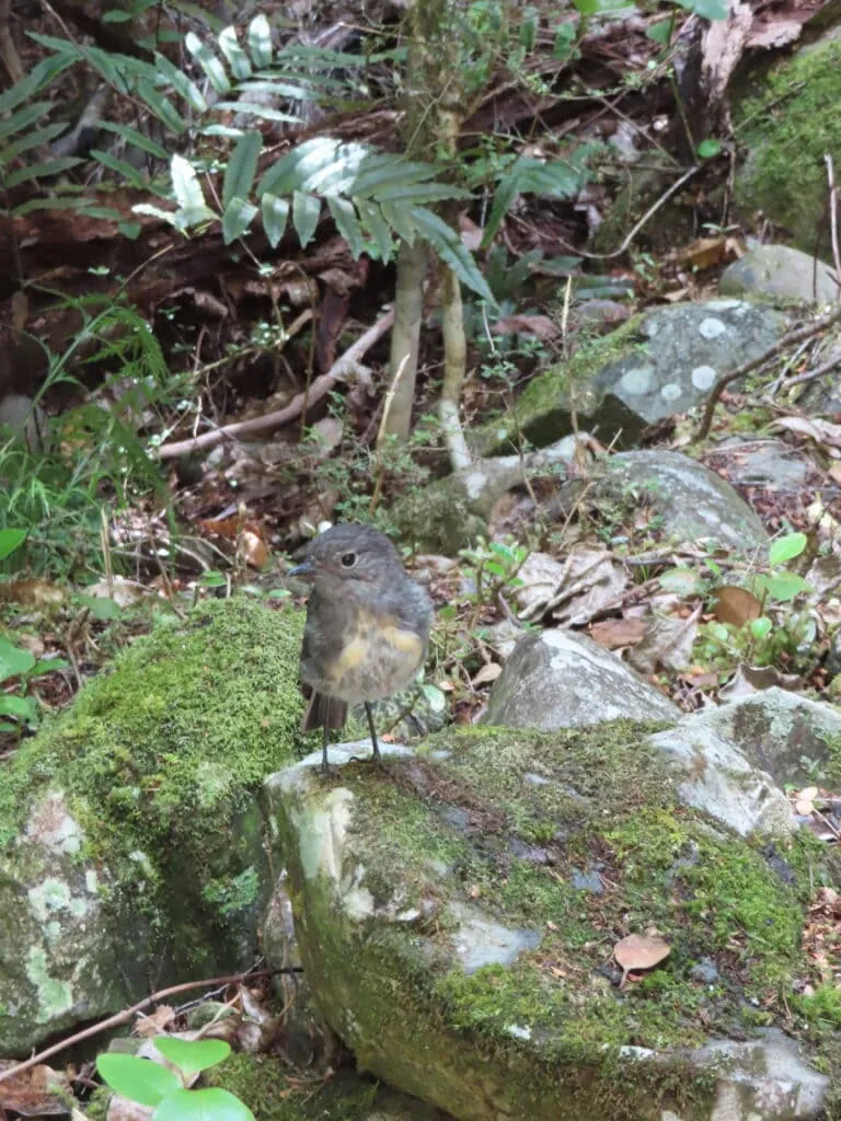 Close up photo of a south island robin/toutouwai standing on a rock near Wangapeka Saddle in Kahurangi National Park