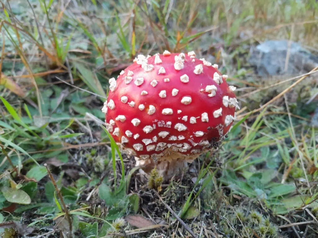 A bright red Fly Agaric toadstool (Amanita muscaria) with white spots growing in the forest leaf litter along the Bush Stream track in the Two Thumb Range near Mesopotamia.