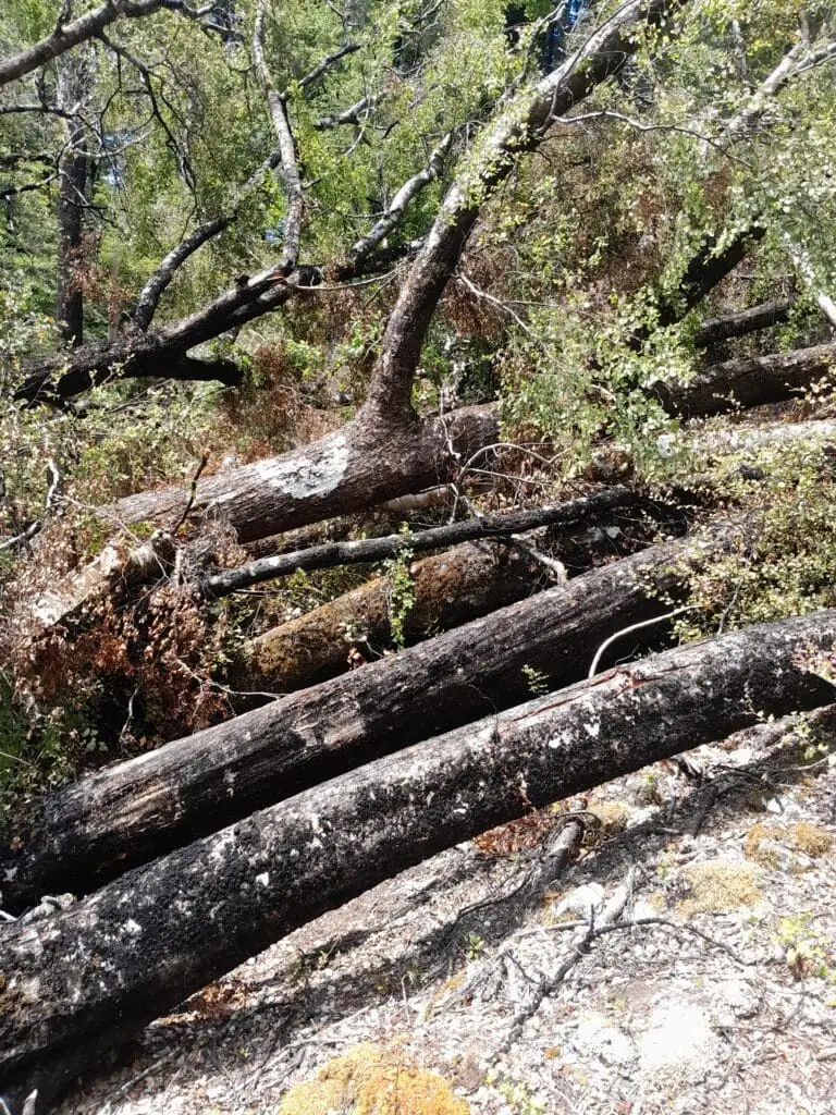 a portrait photo close up of many fallen trees on the Sabine-D'urville track