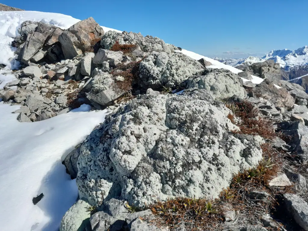 A close-up photo of vegetable sheep (Raoulia eximia) surrounded by snow on Mt Princess, St James Conservation Area