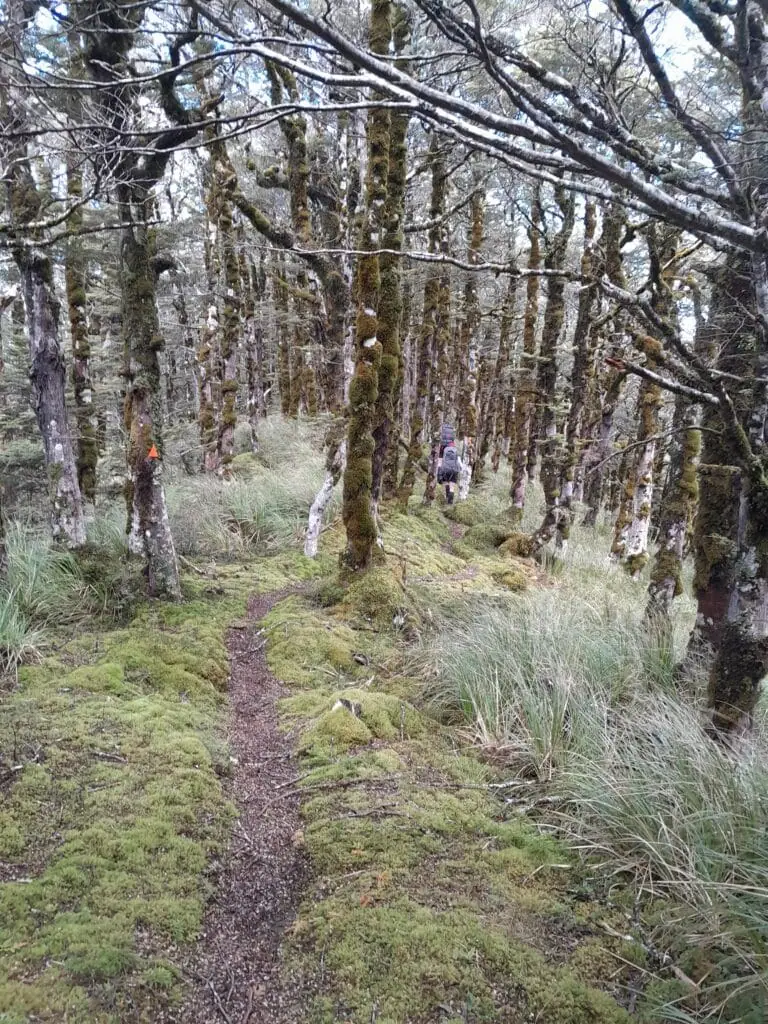 A tramping track cutting through a moss-covered goblin forest of twisted beech trees on the way to Wakelings Hut.