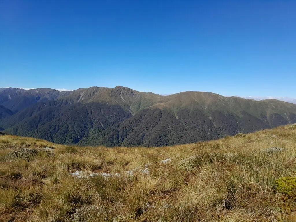 Looking across to McKinnon hut at the bushline edge from Rongotea peak on the Mokai Patea Range surrounded by golden tussock under a bright blue sky