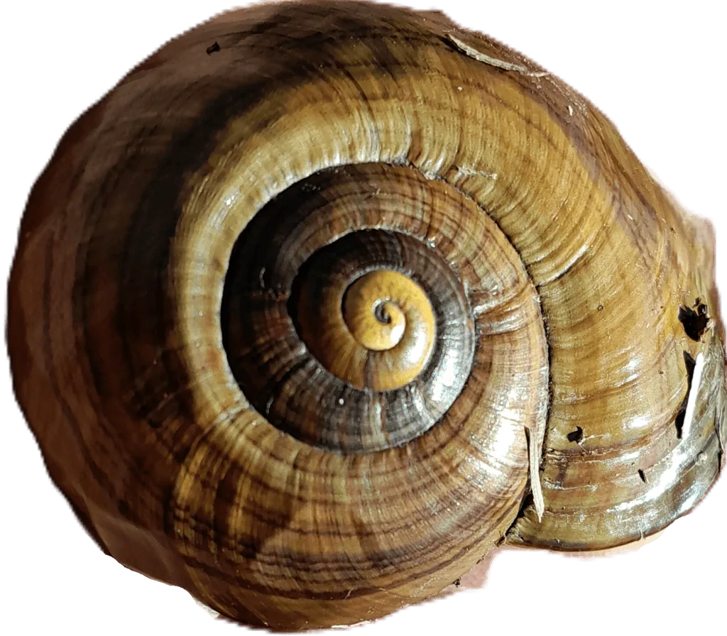 A close-up of a large powelliphanta snail shell. A large carnivorous native snail that is endangered in New Zealand