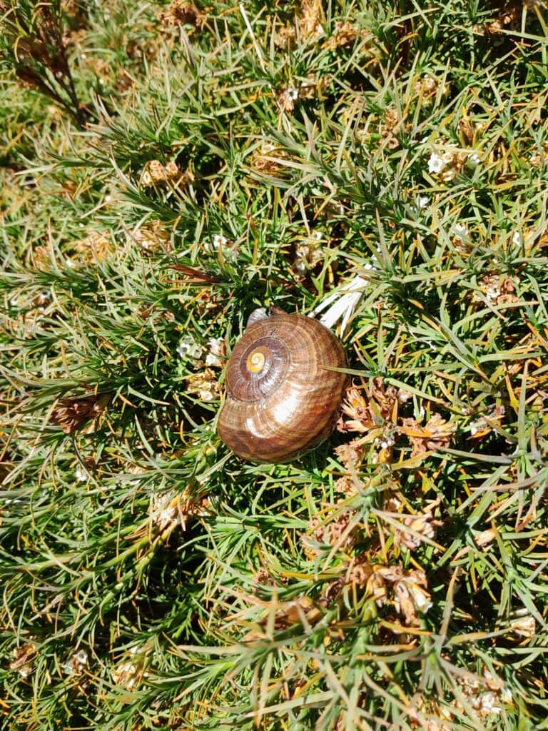 A large, golden-brown glossed shell of a native carnivorous Powelliphanta snail resting on the alpine tussock of the Mokai Plateau.