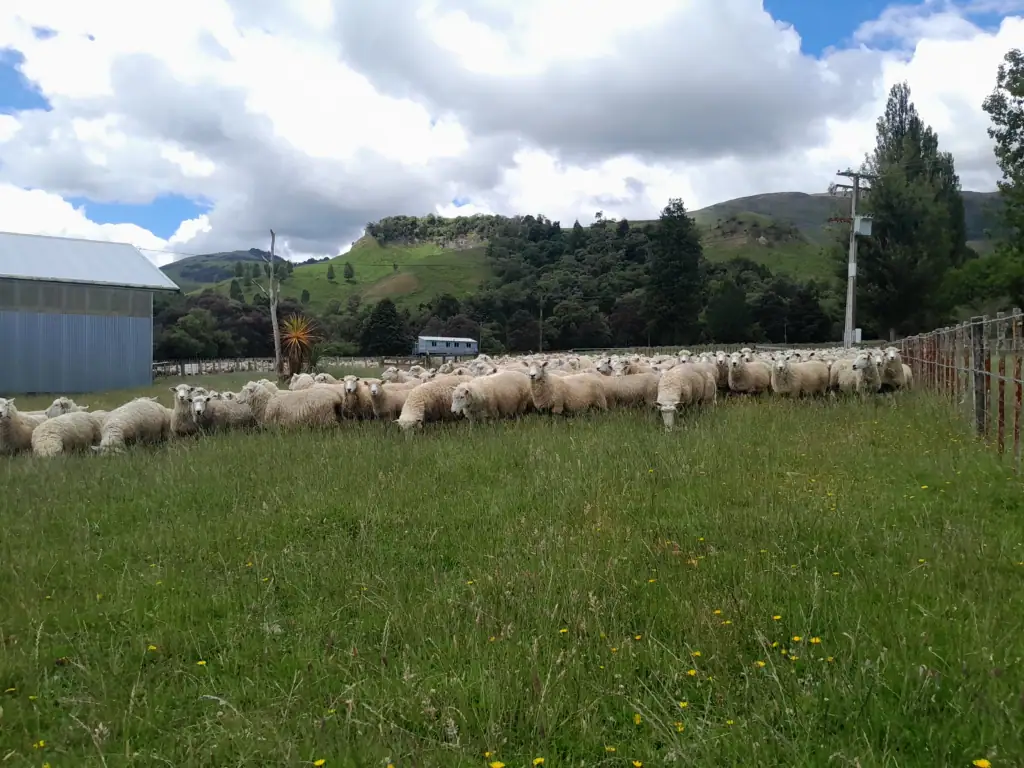A large flock of sheep blocking the farm track near Mokai Road end, with mustering heading into the hills of the Ruahine Range.