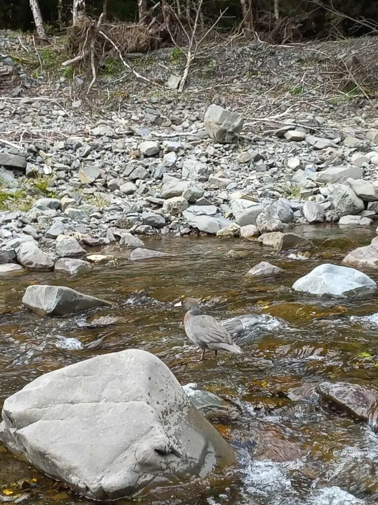 An endangered whio (blue duck) stands in the Maropea River at Maropea Forks Hut in the Ruahine Range. 
