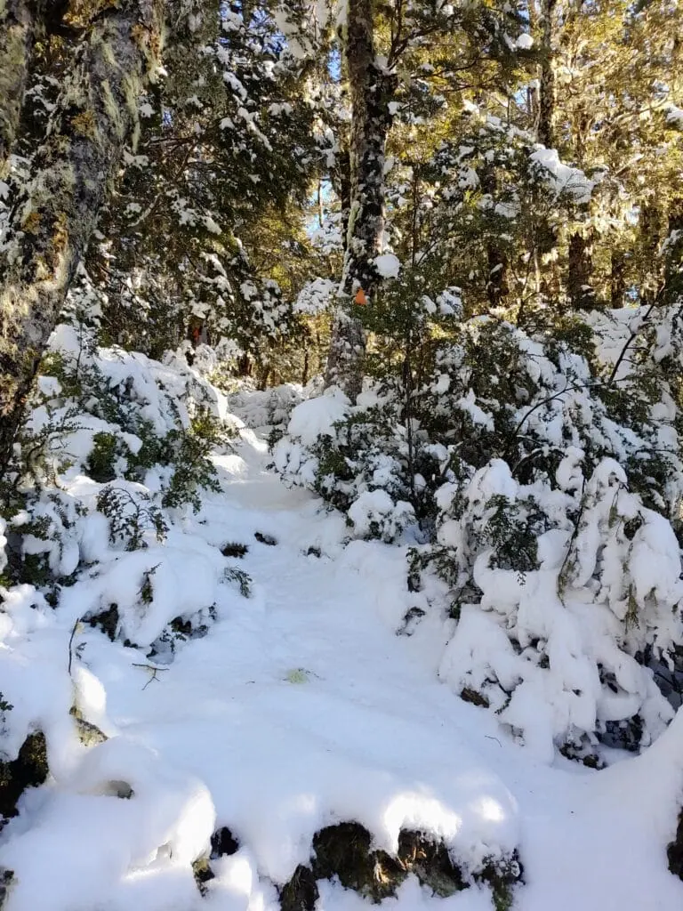 A winter tramping track winds through a snow-covered New Zealand beech forest on the Black Hill Track, Mt Oxford Forest, Canterbury