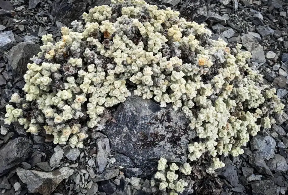 A close-up view of a dense, mounding vegetable sheep plant (haastia recurva) thriving among loose grey greywacke scree rocks in the alpine zone of the Craigieburn Range, Craigieburn Forest park, Canterbury