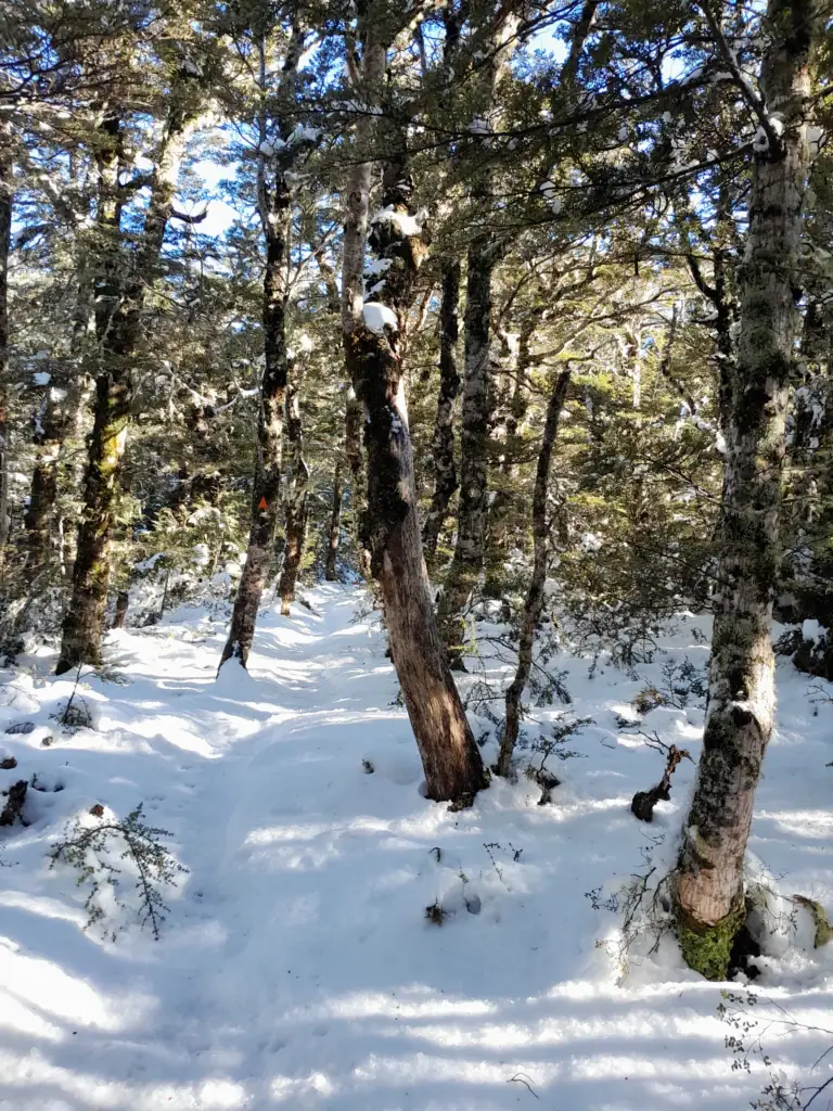 Snow-laden native beech trees and dense bushes on a winter tramping track near Black Hill Hut, Mt Oxford Forest, Canterbury.