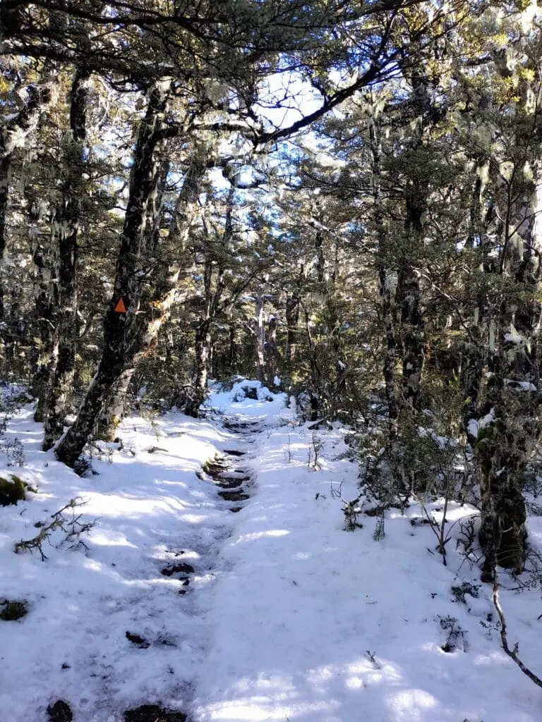 Snow-laden native beech trees and dense bushes on a winter tramping on the Mt Oxford track during the descent to Wharfedale Hut, Canterbury.