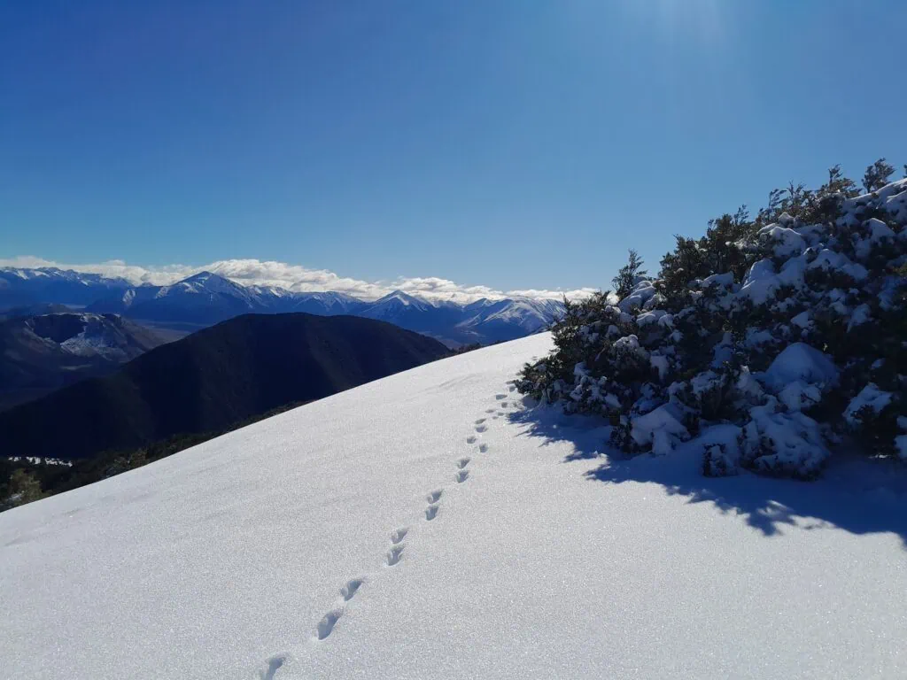 Fresh tramping footprints leading across a steep, snowy alpine face on Black Hill Ridge, Mt Oxford Forest, Canterbury.