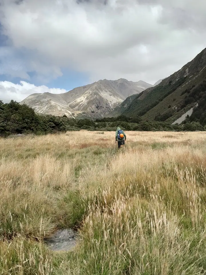 Tramper walking through a tall grass clearing on the Upper South Temple Valley track with alpine peaks ahead after climbing over Gunsight Pass, Ruataniwha Conservation Park, NZ
