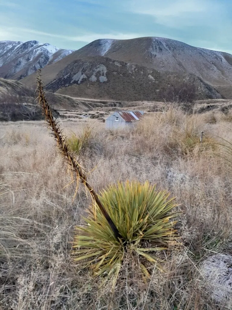 A sharp South Island giant spaniard plant Aciphylla colensoi growing in front of the historic, rustic Boundary Creek Hut in Hakatere Conservation Area, the Canterbury high country