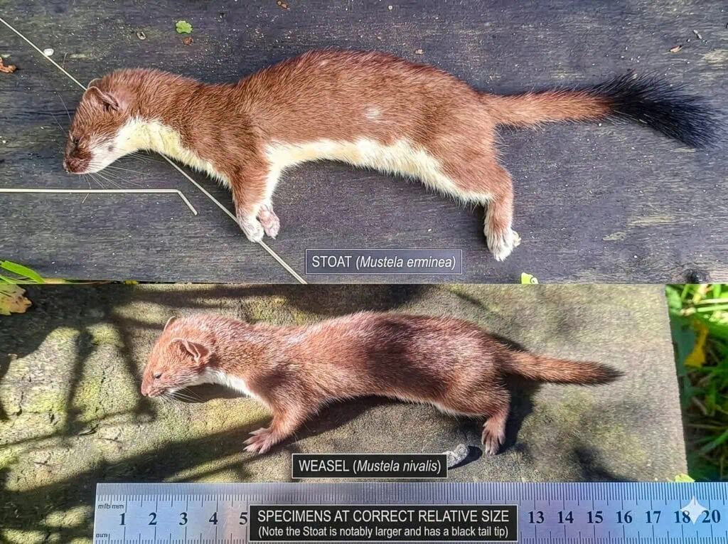 Stoat and weasel on top of predator trap showing difference in size, colouring and tail features
