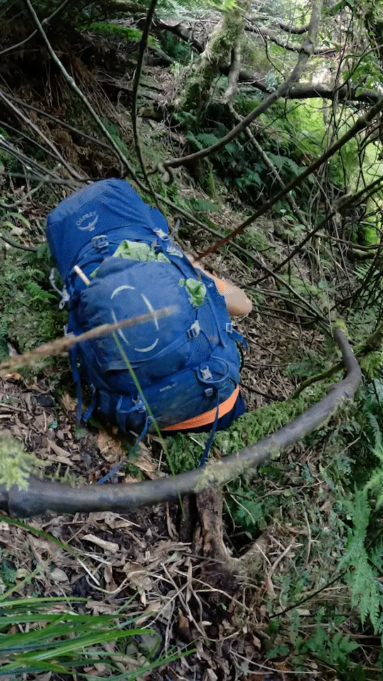 A short video of a hiker struggling to get through the supplejack and bush where the bypass track once was