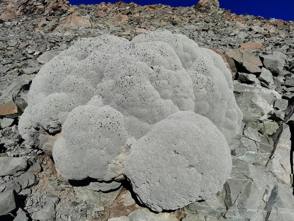 Close-up of a large New Zealand native vegetable sheep plant Raoulia eximia growing on a rocky alpine scree slope on Mt Potts, Hakatere Conservation Area