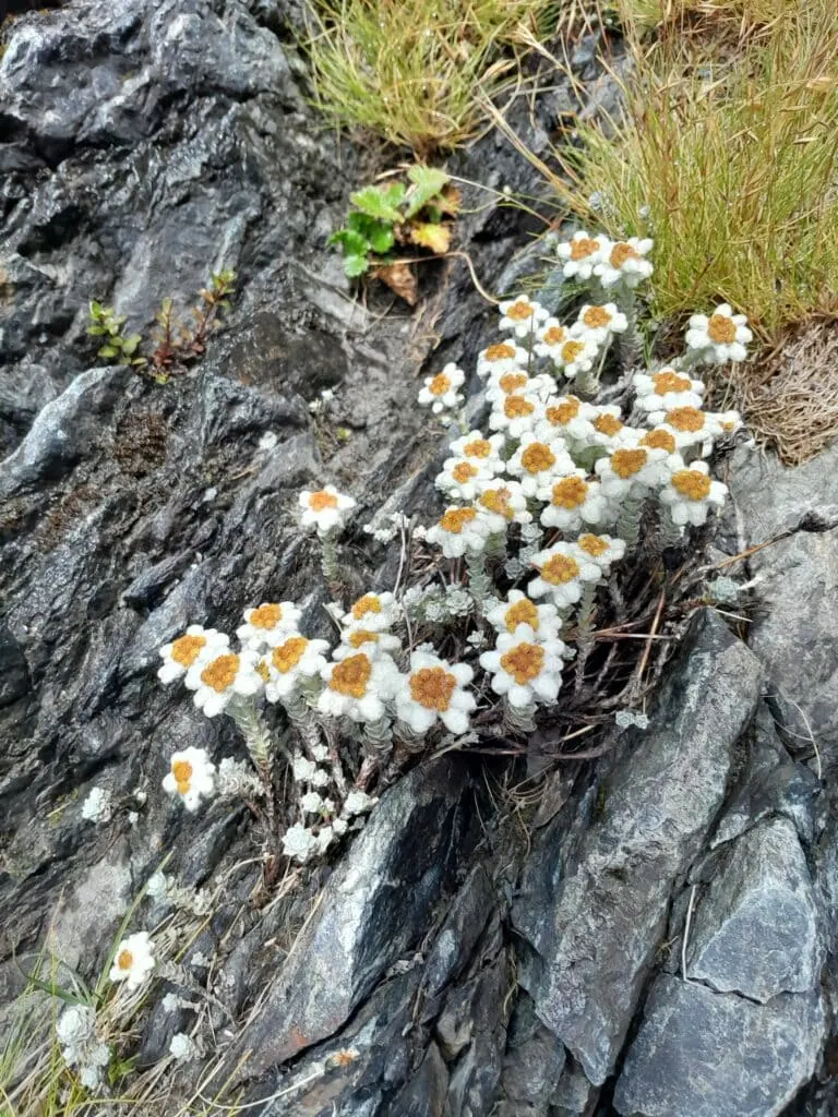 Native New Zealand South Island edelweiss flowers blooming on a rugged alpine rock face above North Temple Valley, under Gunsight Pass in Ruataniwha Conservation Park