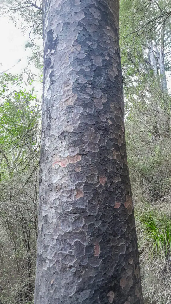 Close-up of the distinctive dimpled, multi-shaded brown bark on a giant native matai tree trunk. Found near Isolation Hut, in Isolated Hill Reserve in the Seaward Kaikōura Range
