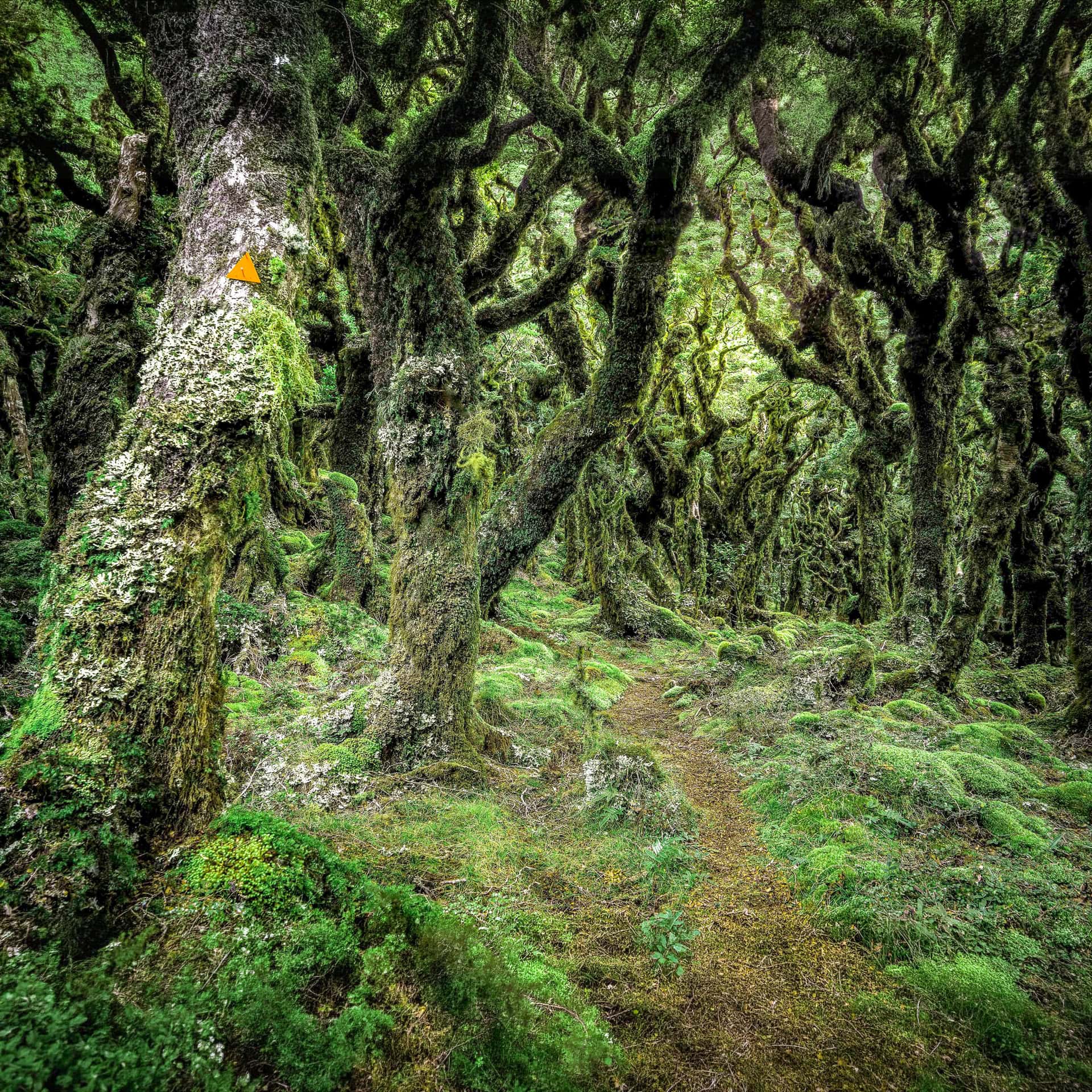 A hiker's trail winds through a Tararua Goblin Forest of lichen covered gnarled beech trees making a green wonderland.