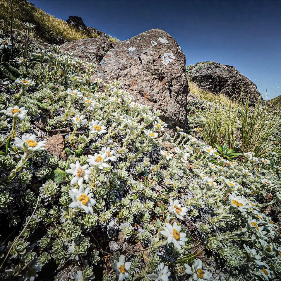 A meadow of velvet-like North Island Edelweiss makes for a stunning picture on the slopes of Brockett in late summer