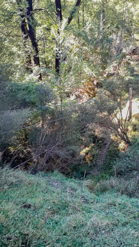 A wire fence strung high across a steep, bush-clad gully on the boundary line near Zoo Hut in the Isolated Hill Scenic Reserve, Seaward Kaikōura Range