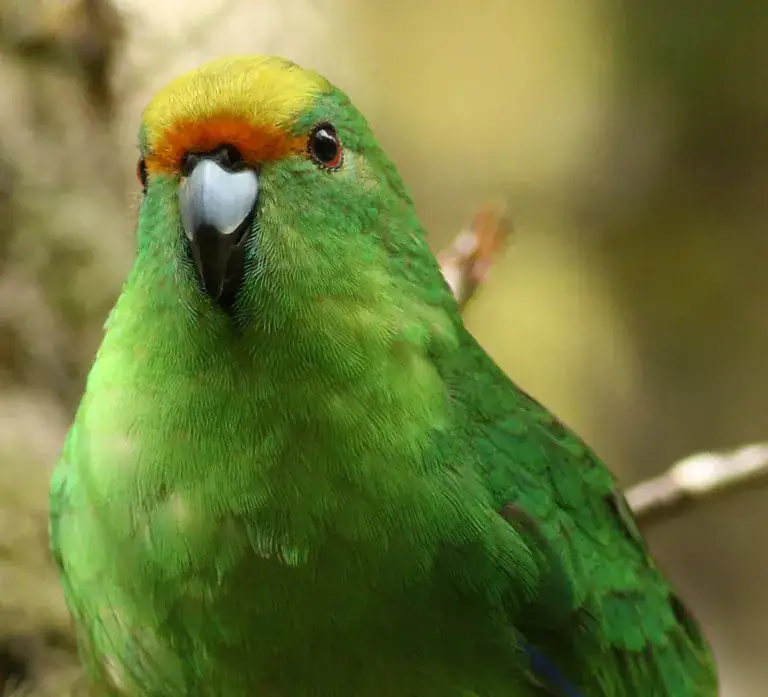 Close up portrait of an endangered orange-fronted kākāriki, a vibrant green New Zealand parakeet with a distinct orange and yellow crown that the Poulter Valley is home to.