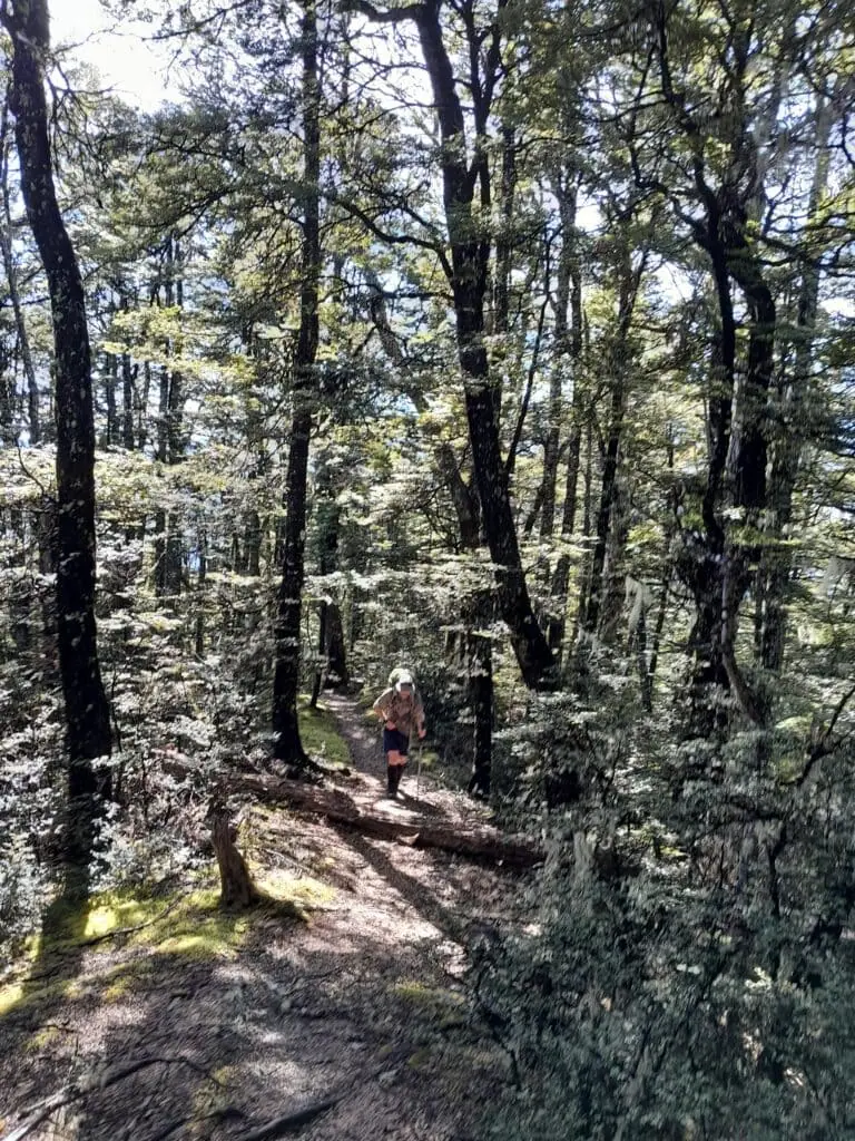 Tramper walking through beautiful beech forest climbing up to Binser Saddle on the Poulter Valley-Binser Saddle Route, Arthur's Pass, Canterbury