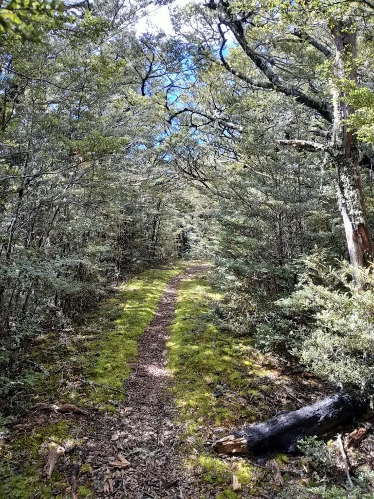 A well-formed section of the walking track winding through a dense, healthy New Zealand native beech forest on the whare Route to Pinchgut Hut, Mount Thomas Forest Conservation Area, Canterbury Foothills.