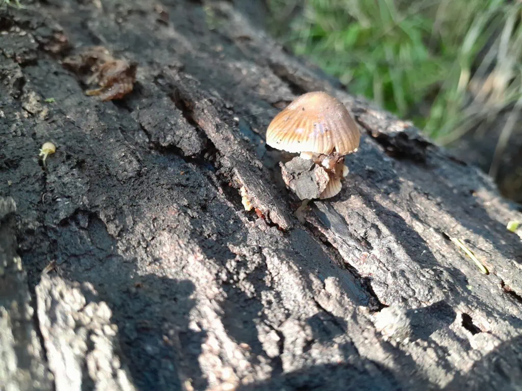 A small brown wild mushroom growing on a damp, mossy tree trunk along a tree on the track between Isolation Hut & Zoo Hut, located in in Isolated Hill Reserve in the Seaward Kaikōura Range