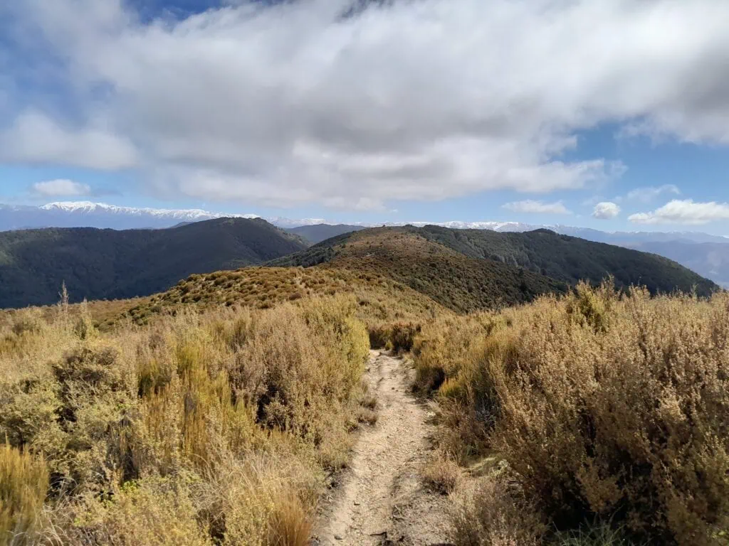 Panoramic view from the Mount Thomas summit looking along the scrub-covered Ridgeline Track toward the snow-capped Southern Alps, Canterbury, in Mount Thomas Forest Conservation Area, Canterbury Foothills.
