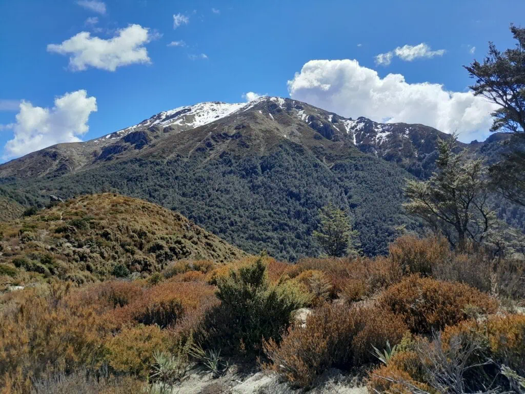 Distant view of Mount Somers southern face rising above dense native forest under a bright blue sky with scattered clouds, Hakatere Conservation Park, Canterbury