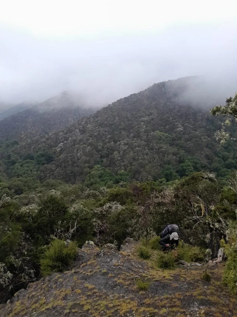 Hiker scrambling up a rocky spur through dense bush and mist above Omaka Biv, Ferny Gair Conservation Area, Marlborough