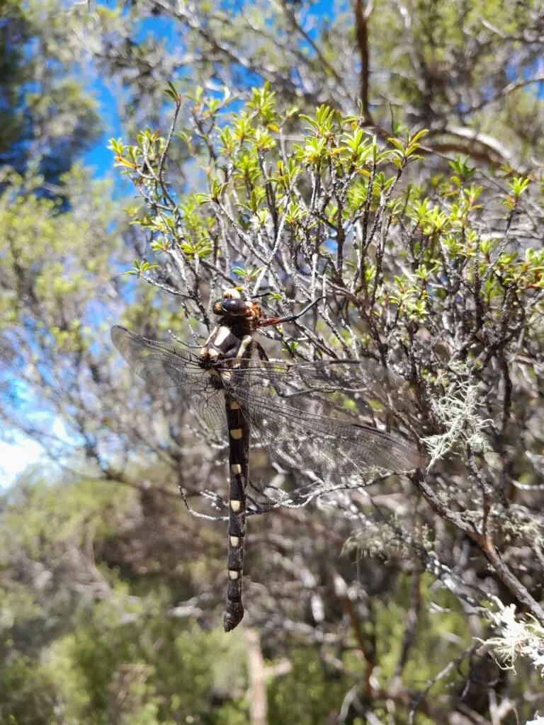 Large native New Zealand bush giant dragonfly resting on a mānuka branch on the climb to Black Birch Biv, Ferny gair Conservation Area, Marlborough