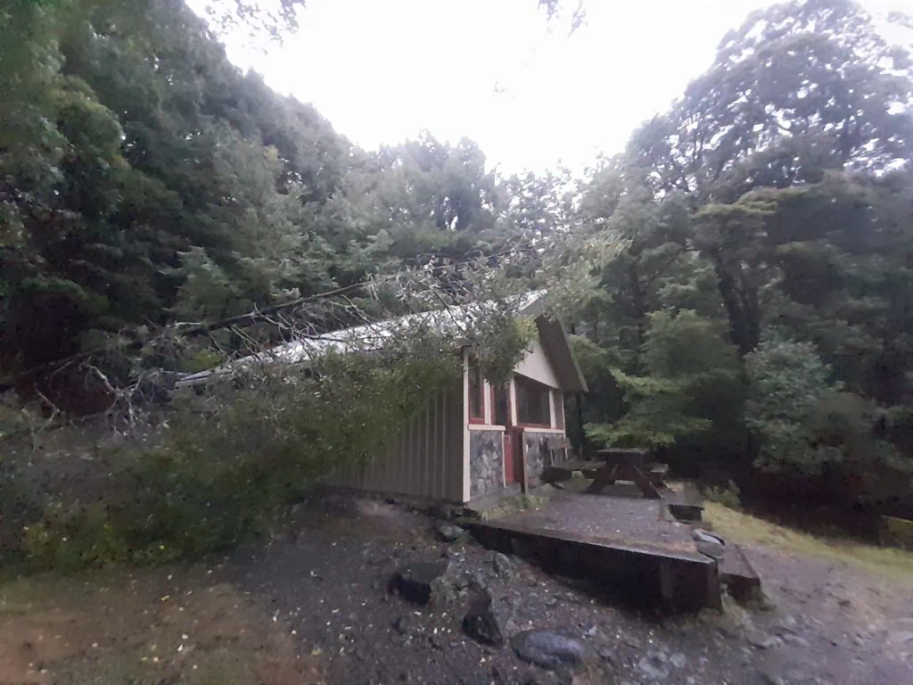 Large fallen beech tree lying across the ground behind Coldwater Hut on the Lake Rotoiti Track after heavy rain in Nelson Lakes.