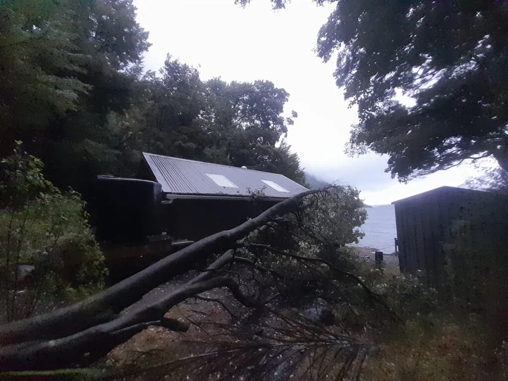 Large fallen beech tree lying across the ground behind Coldwater Hut on the Lake Rotoiti Track after heavy rain in Nelson Lakes.