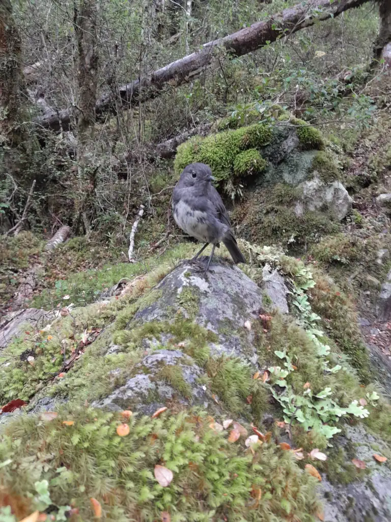 Native South Island robin (toutouwai) perched on a mossy rock on the track to Travers Saddle on the Travers-Sabine Circuit, Nelson Lakes National Park