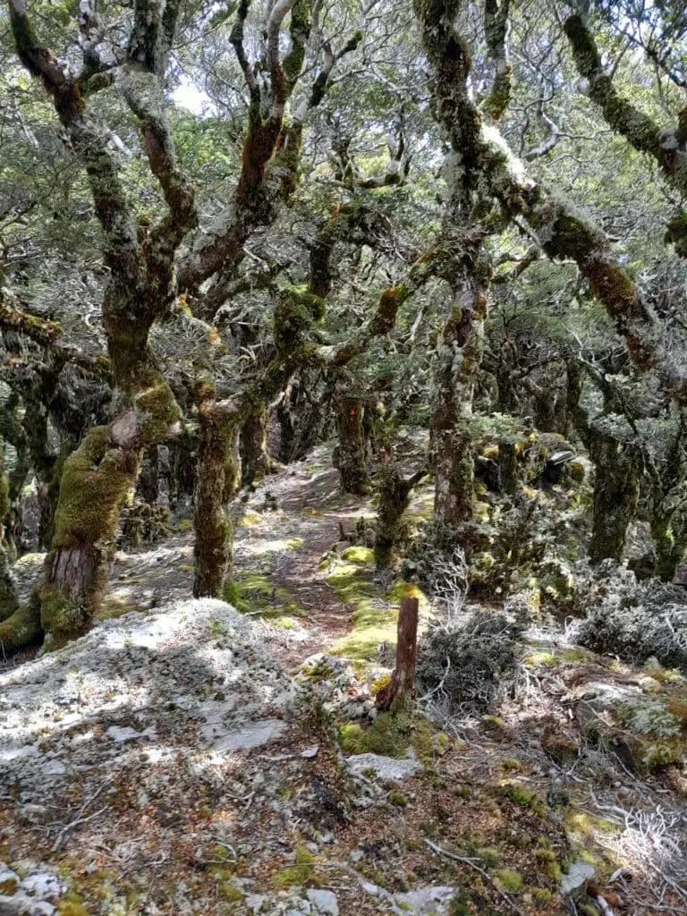 Hiking trail winding through mossy beech forest and subalpine trees on the Mt Sunday track, Richmond Forest park, Marlborough