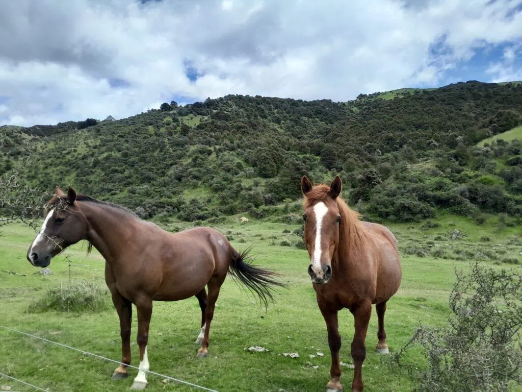 Two horses next to matagouri on Stronvar Station farm at the start of the Gosling Hut Route