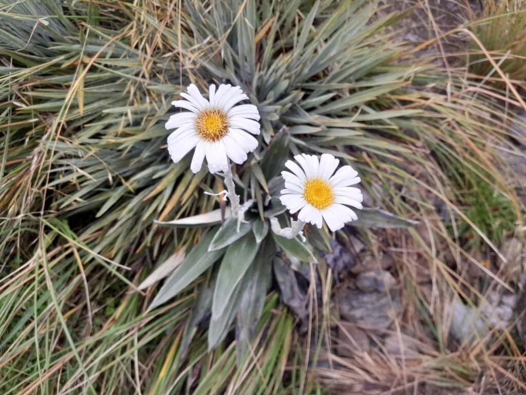 White Mountain daisy (Celmisia) blooming on alpine tussock slopes on Travers Saddle / Poukirikiri, on the Travers-Sabine Circuit, Nelson Lakes National Park.