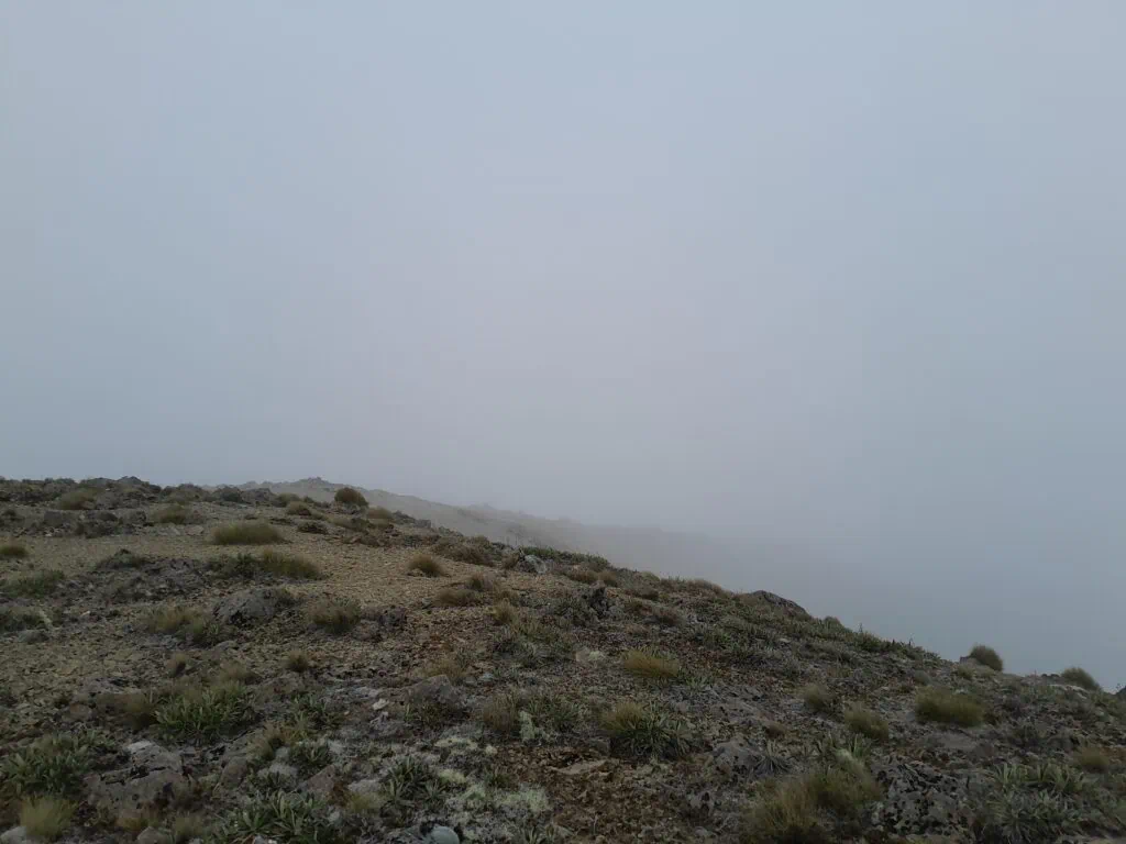Foggy, cloud-covered summit of Mt Horrible in Ferny Gair Conservation Area, Marlborough.