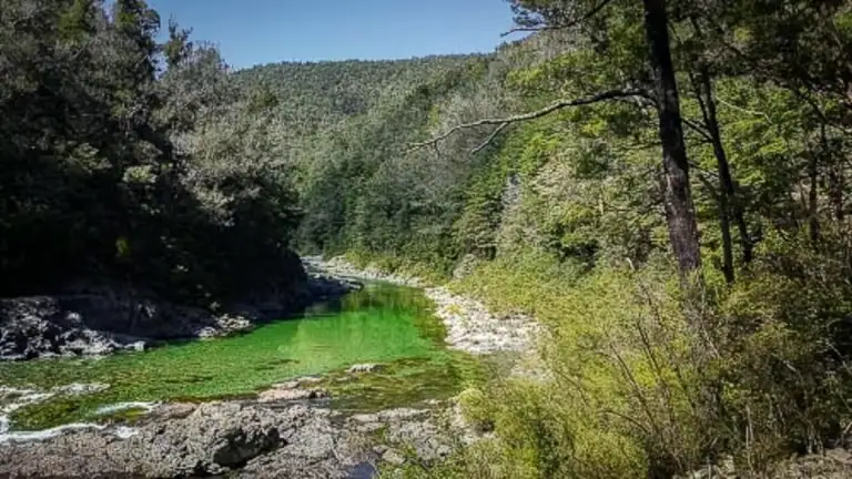 Clear green waters of the Pelorus River  / Te Hoiere flowing through a lush native beech forest gorge in Marlborough on the Pelorus Track in Richmond Forest Park