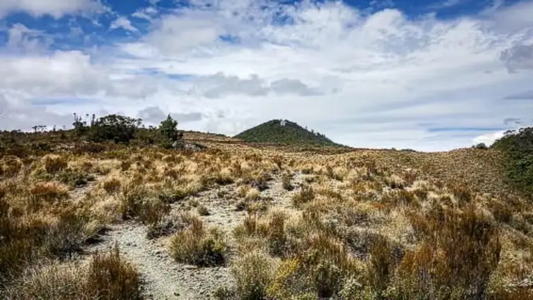 Open tussock terrain above the bushline along the track to Rocks Hut in Mt Richmond Forest Park