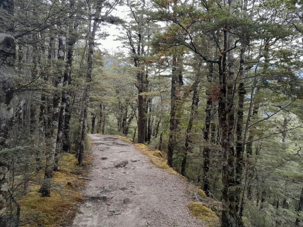 hiking trail winding through a dense mossy beech forest along the St James Walkway to Waiau Pass Route in St James Conservation Area