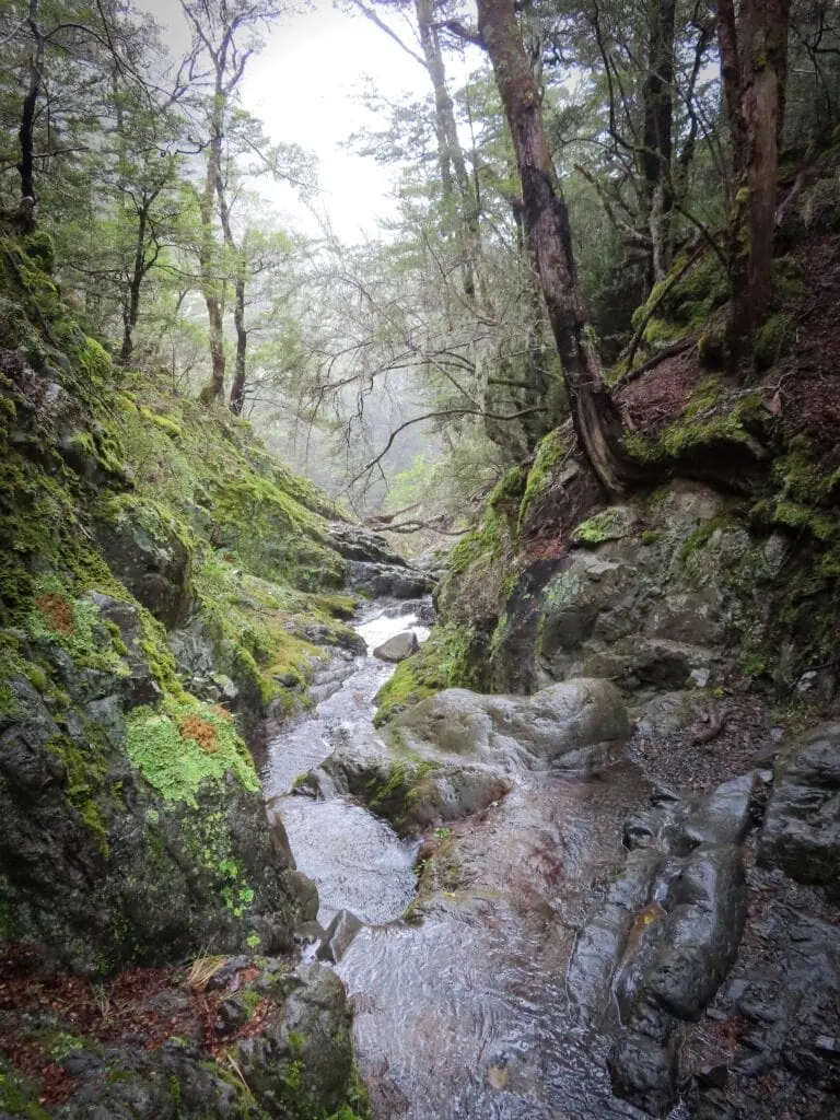 Clear tributary flowing through a moss-covered forest gorge on the Wye River route