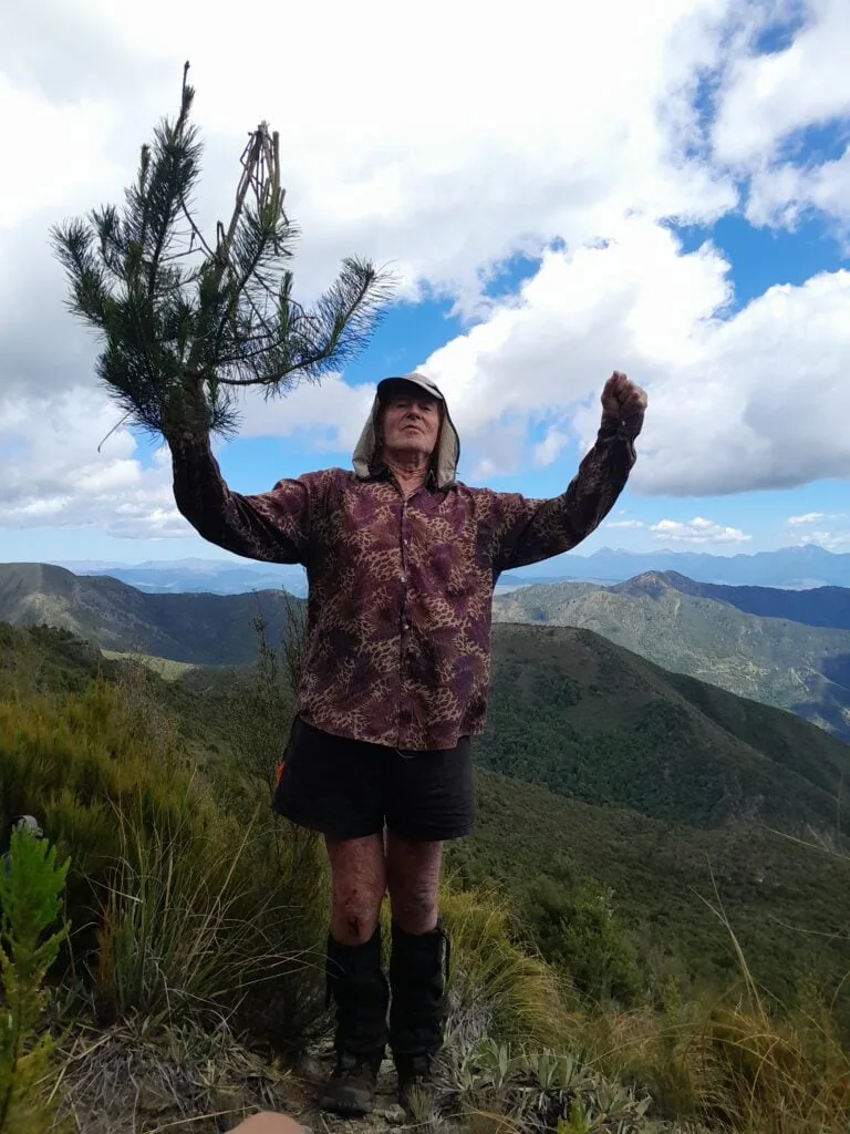 Hiker holding a chopped down wilding pine tree in Ferny Gair Conservation Area under Mt Horrible, Marlborough