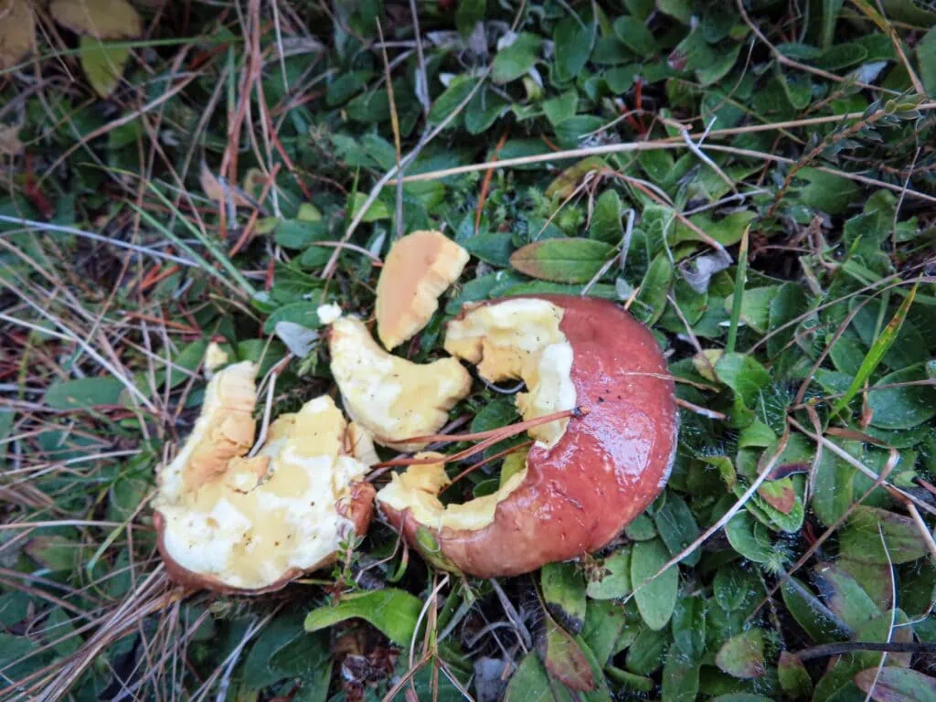 Large orange-brown mushroom growing beside the Wye route through alpine forest