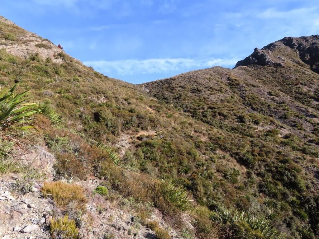 Scrub and native tussock, matagouri and spaniards along the steep climb leading up to the Wye Route Saddle
