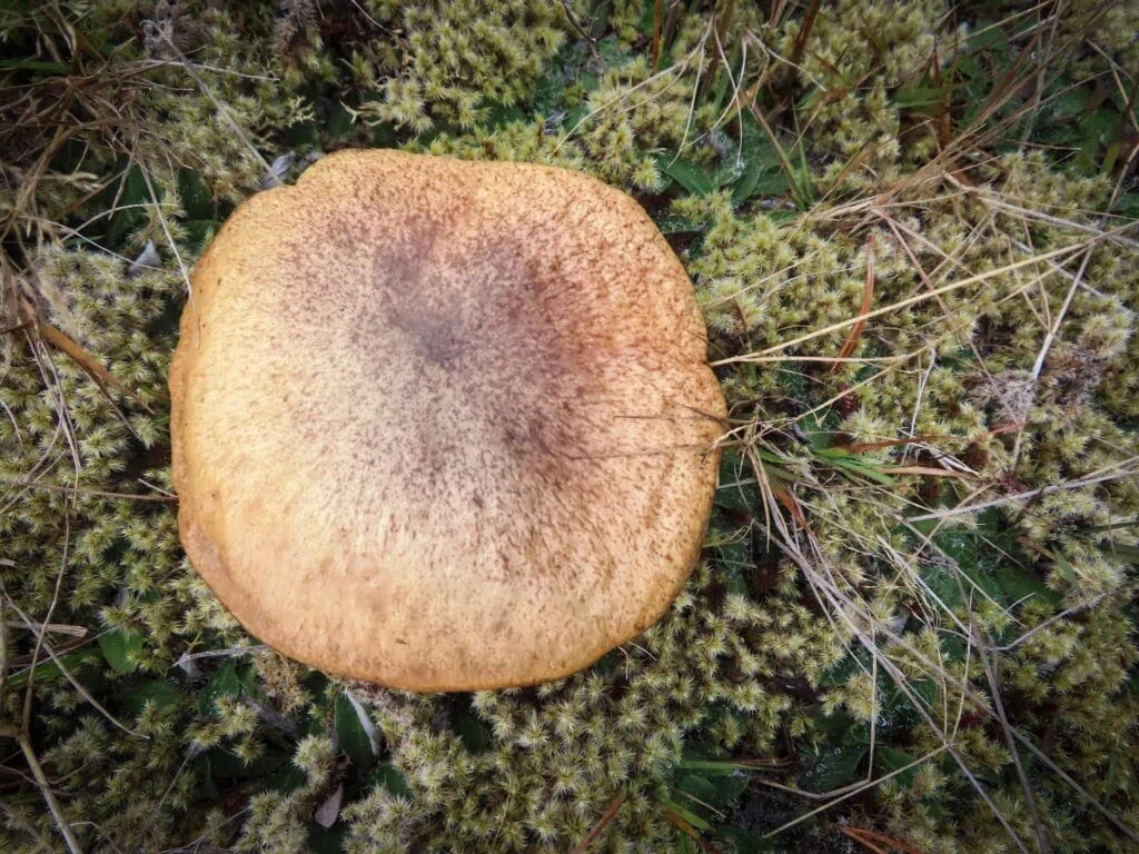 Close-up of a large potato-like brown wild mushroom growing in moss along the Wye Route tramping track