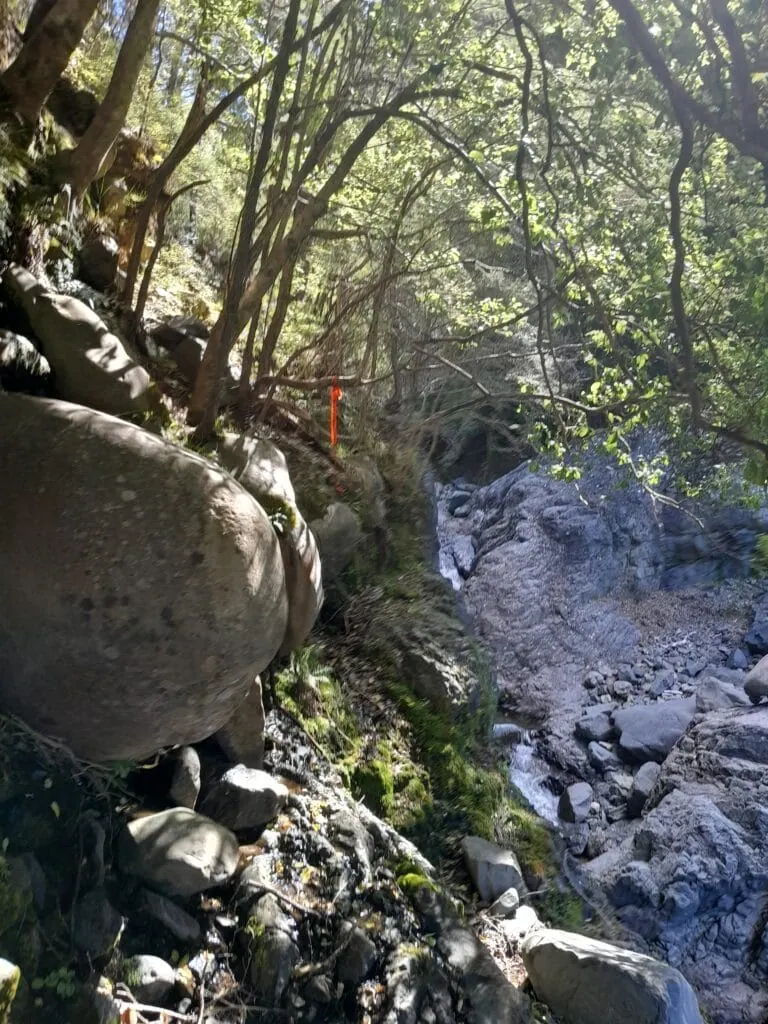 Steep forest track with an orange marker ribbon marking the waterfall bypass route along Gosling Stream.